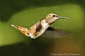 Picture Title - Allen Male Hummingbird