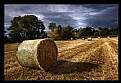 Picture Title - Harvest Rolls