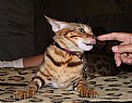 Picture Title - Kitty treats?