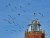 Pigeon Playground ~ Lyme Regis