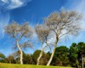 Picture Title - Silver Trees