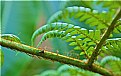 Picture Title - fern