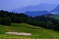 Picture Title - Sheep