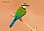 White-throated Bee-eater #3