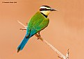 White-throated Bee-eater #3