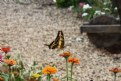 Picture Title - Butterfly in a Beautiful Garden