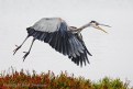 Picture Title - Great Blue Heron