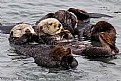 Picture Title - Otter Club