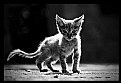Picture Title - cat 