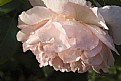 Picture Title - Pink Rose