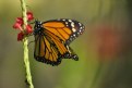 Picture Title - Monarch