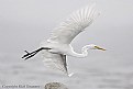 Picture Title - Great Egret