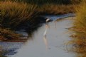 Picture Title - Low Tide Fishing