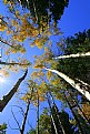 Picture Title - Aspen spires