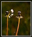 Picture Title - dandelion