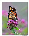 Picture Title - Monarch Butterfly (d3965)