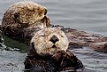 Picture Title - Sea Otter's Prayer