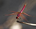 Picture Title - Dragonfly