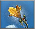 Picture Title - Embossed Day Lily