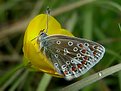 Picture Title - Common Blue