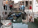 Picture Title - Venice: cat and members