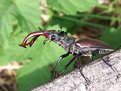 Picture Title - Lucanus cervus (male)