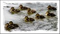 Picture Title - Ducklings