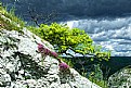 Picture Title - tree in rock