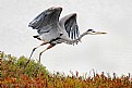 Picture Title - Great Blue Heron in Fog
