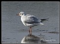 Picture Title - Bird_28