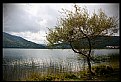 Picture Title - Lake and tree