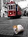 Picture Title -  The Tram Cat