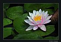 Picture Title - Waterlily (d3980)