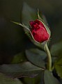 Picture Title - Red Rose