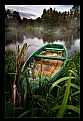 Picture Title - At rest in the Reeds