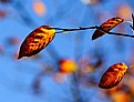 Picture Title - autumn colors