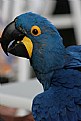 Picture Title - blue parrot