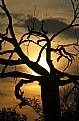 Picture Title - Spooky Tree
