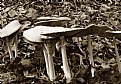 Picture Title - mushies