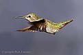 Picture Title - "Queenie The Hummingbird"