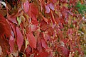 Picture Title - red leaves