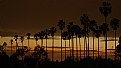 Picture Title - palms trees at night