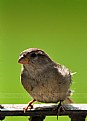 Picture Title - House Sparrow 