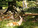 Picture Title - Wildlife in the wood.