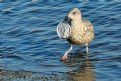 Picture Title - Beach Cleanup