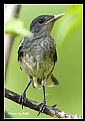 Picture Title - B33(Oriental Magpie Robin)