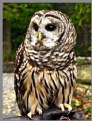 Picture Title - INJURED OWL