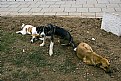 Picture Title - Street dogs - Three Comrades