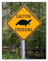 Picture Title - Turtle Crossing