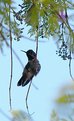 Picture Title - Dawn Begins to Color the Hummingbird...